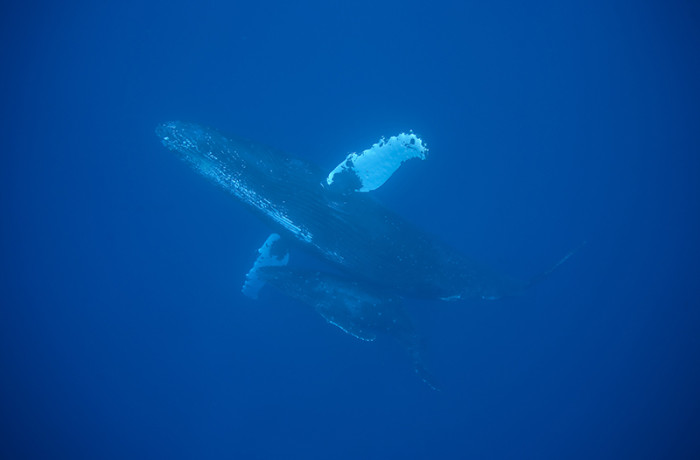 クジラ20