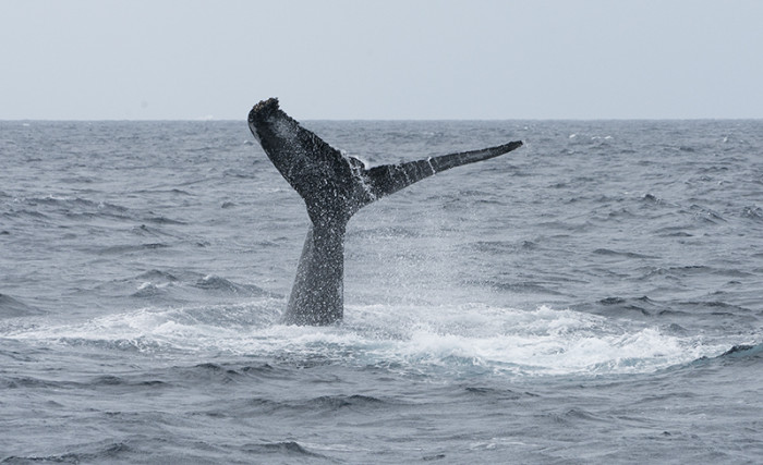 クジラ56